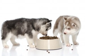 Hundefutter