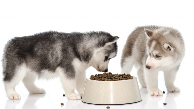 Hundefutter
