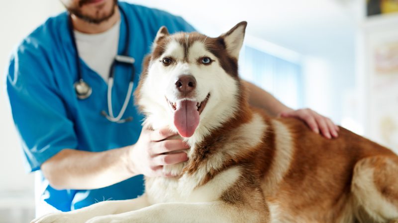 Husky beim Tierarzt